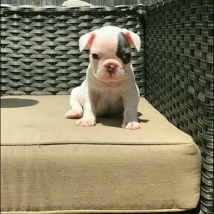 Meet your Posher, Ceal